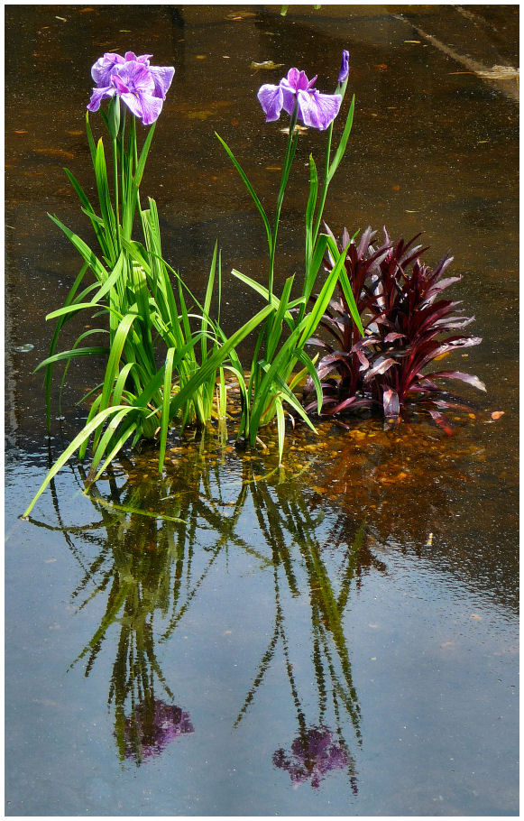 Wasserpflanzen