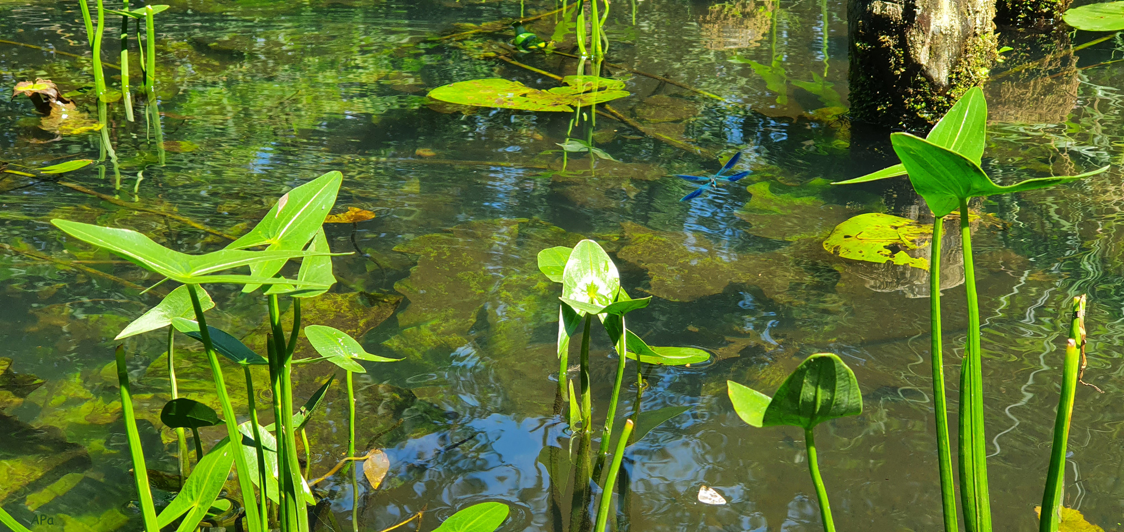 Wasserpflanzen**