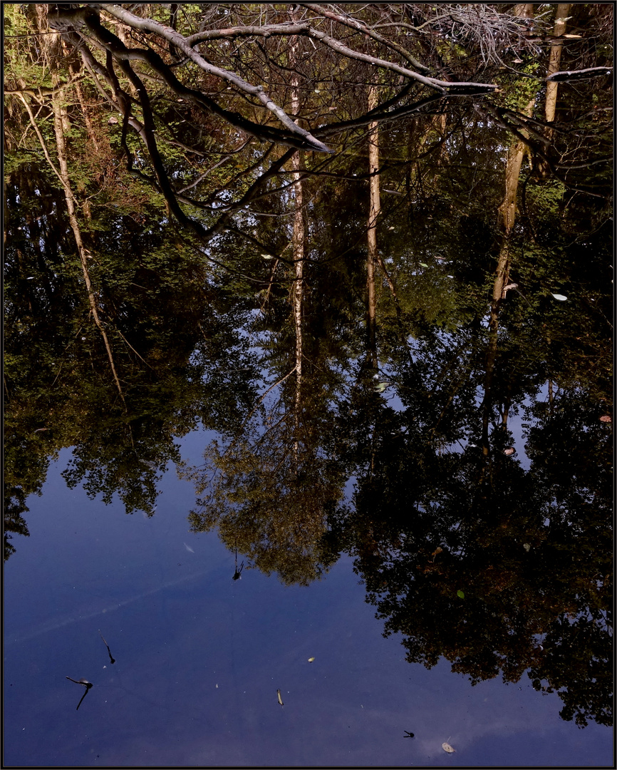 WasserPflanzen