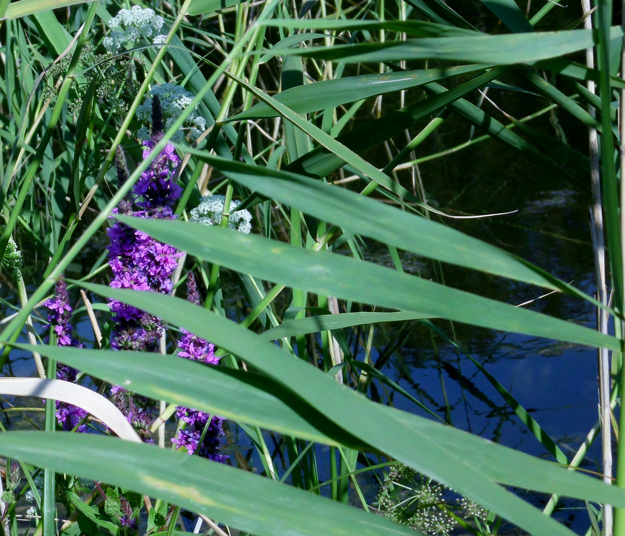 Wasserpflanzen