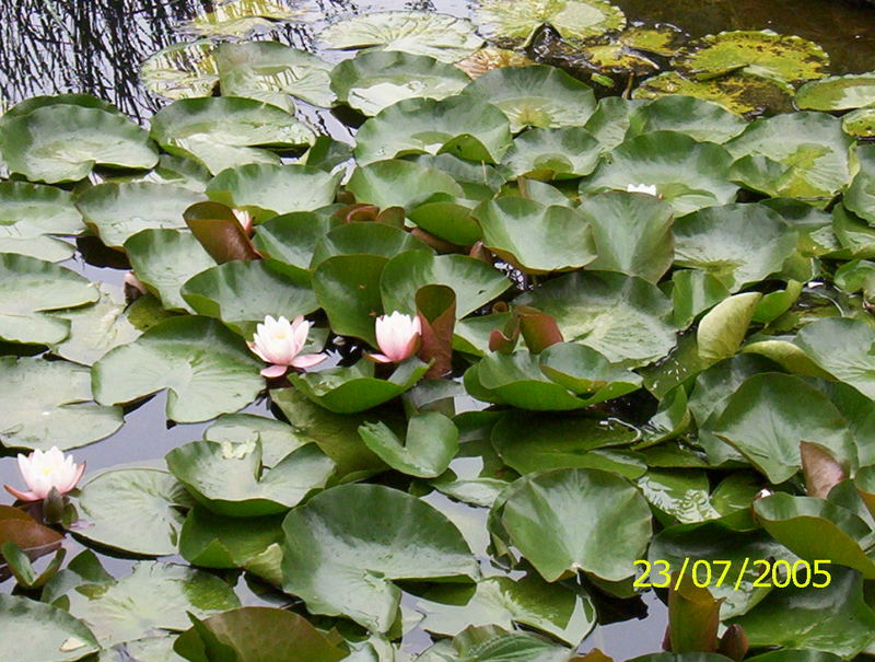 Wasserpflanzen