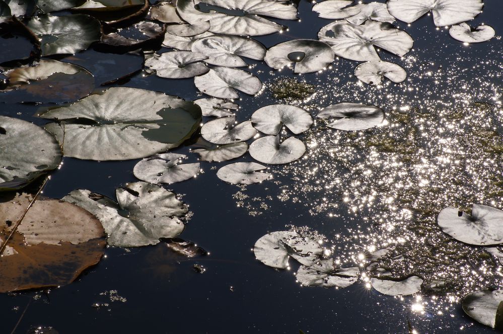 Wasserpflanzen