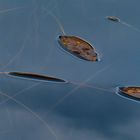 Wasserpflanzen im Moorsee II