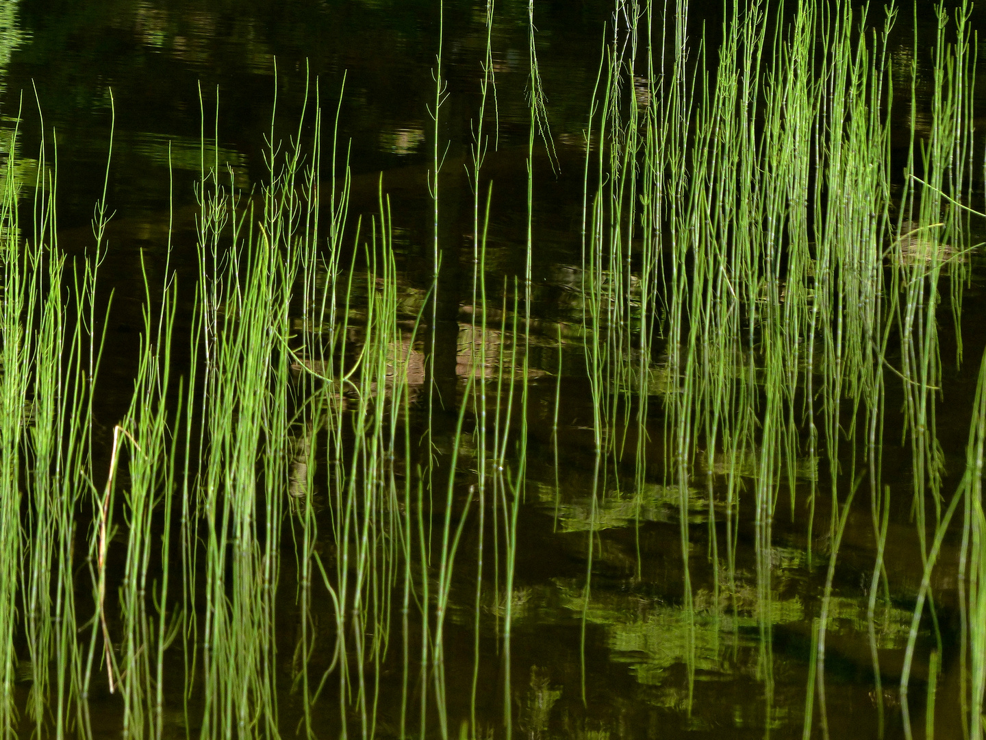 Wasserpflanzen im Seewaldsee