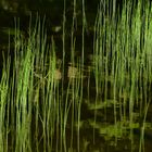 Wasserpflanzen im Seewaldsee