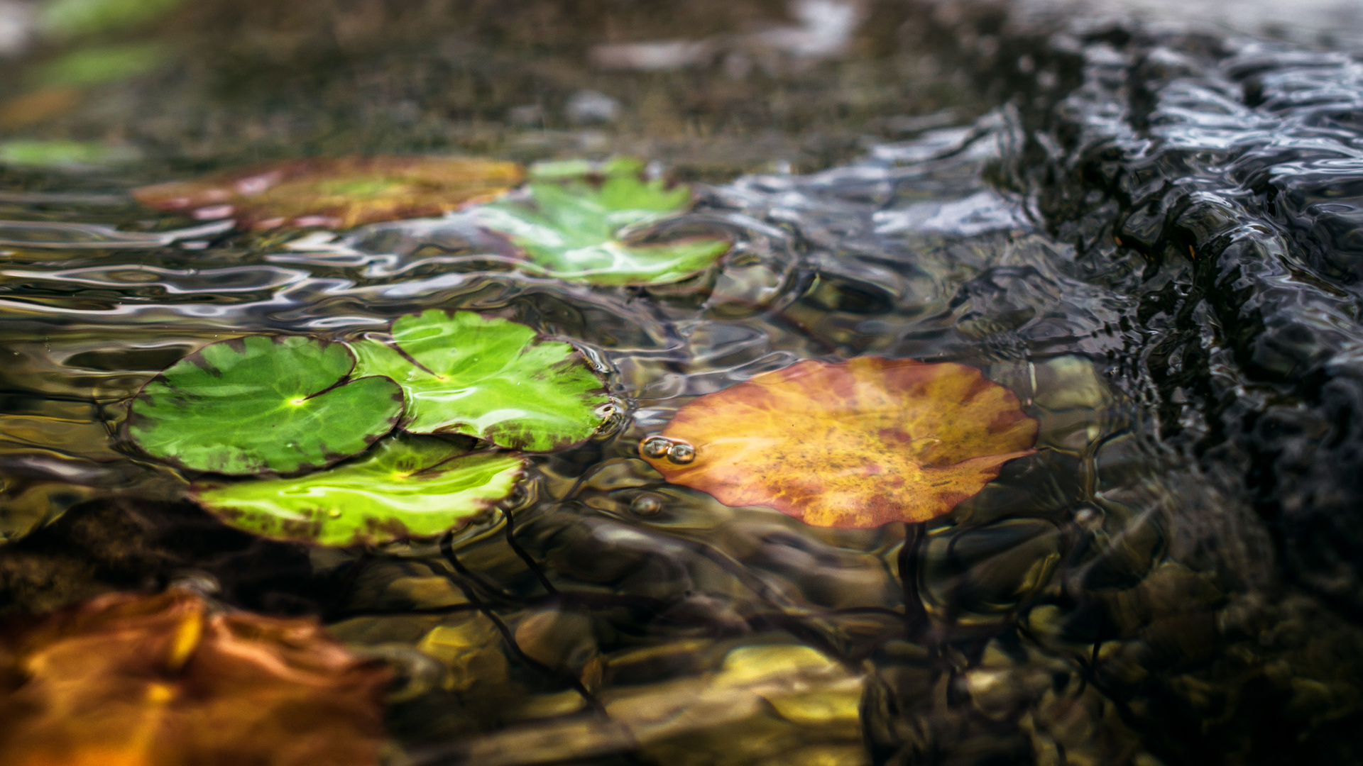 Wasserpflanzen im Wind