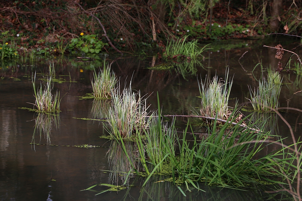 Wasserpflanzen in der Abendsonne