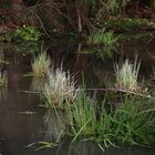 Wasserpflanzen in der Abendsonne