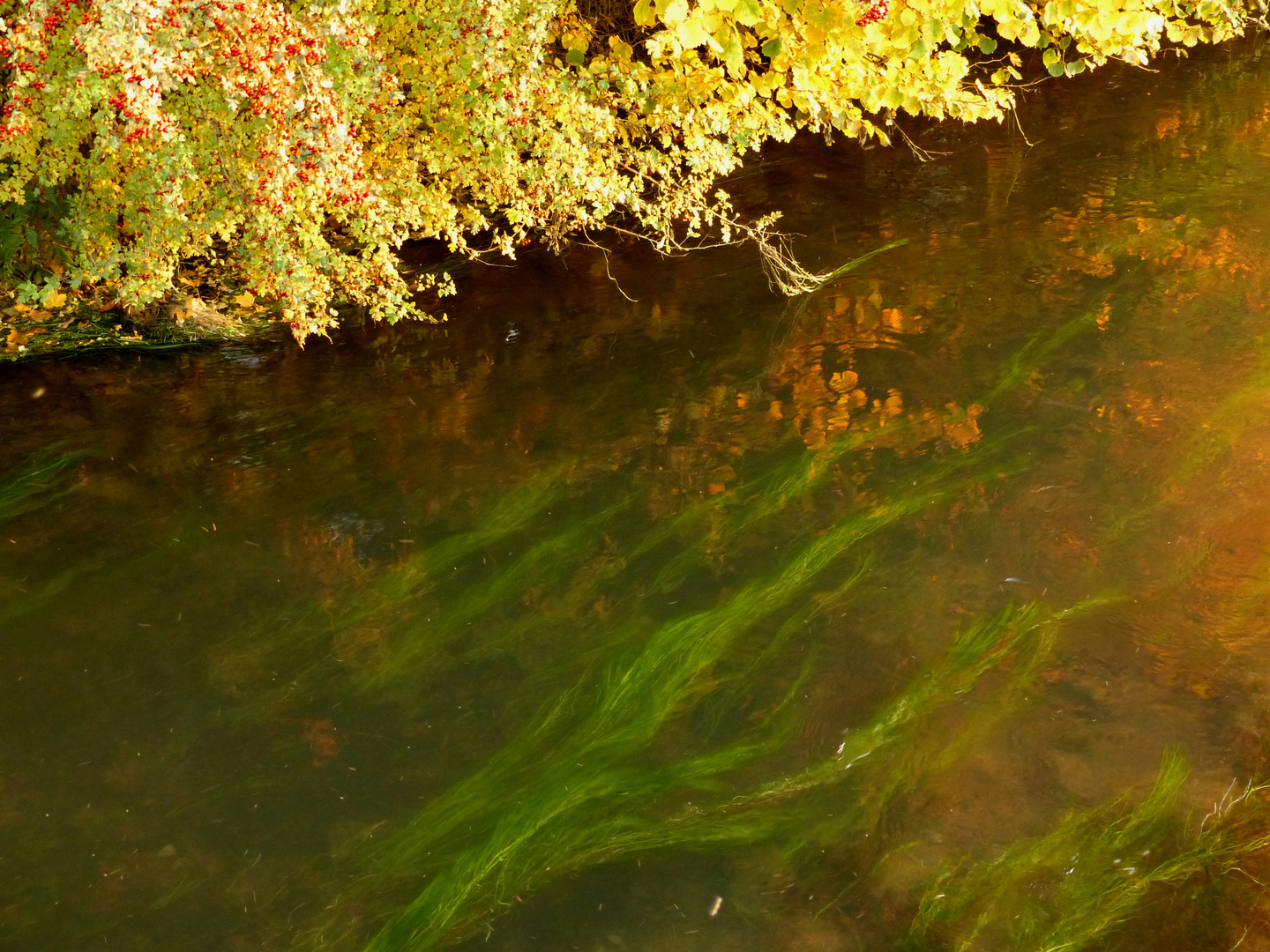 Wasserpflanzen in der Ruhr