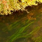 Wasserpflanzen in der Ruhr