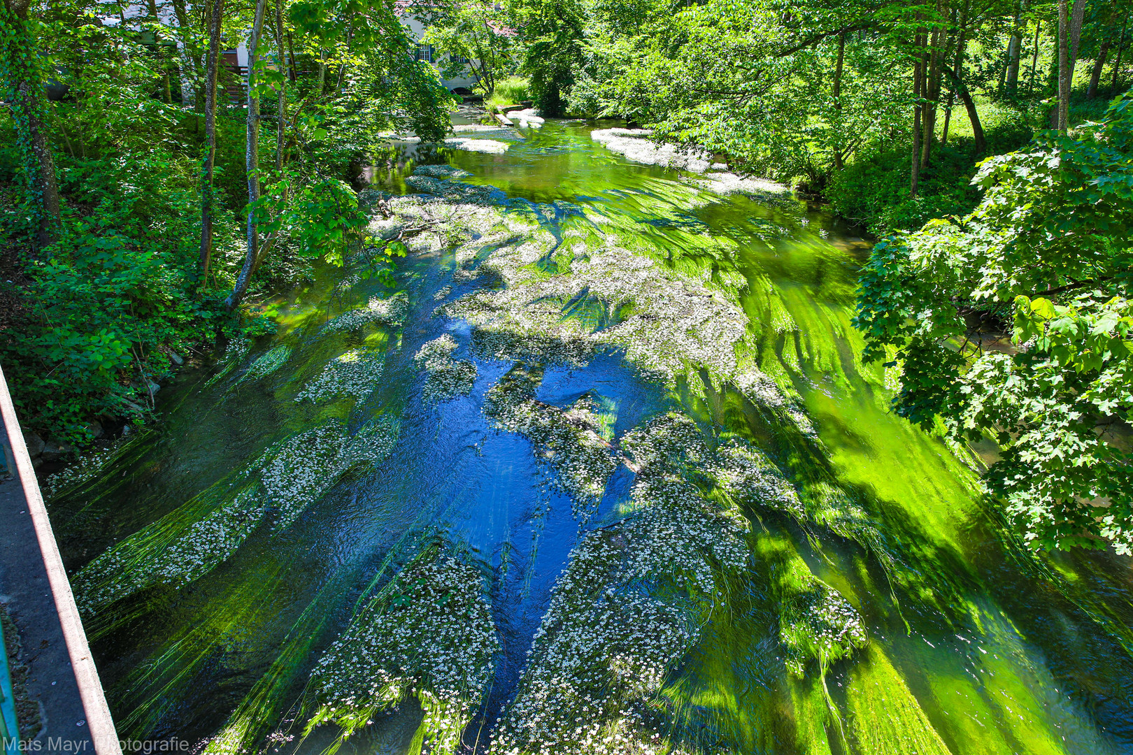 Wasserpflanzen in der Würm