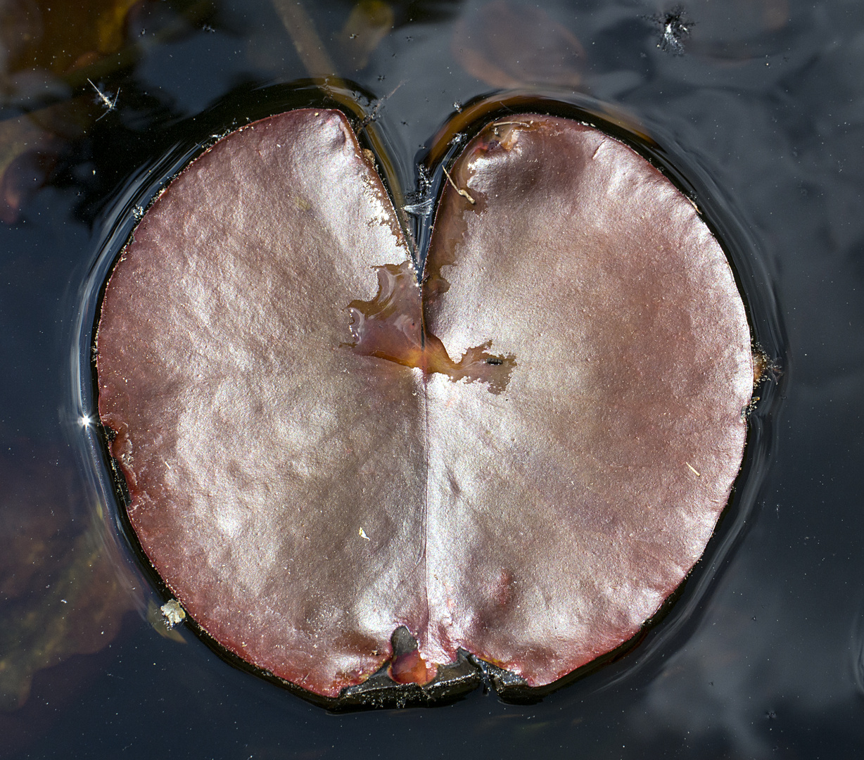 wasserpflanzenblatt