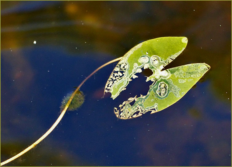 Wasserpflanzenblatt   -  fast ein Kunstwerk