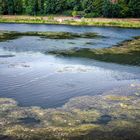 wasserpflanzenteppich Schiedersee