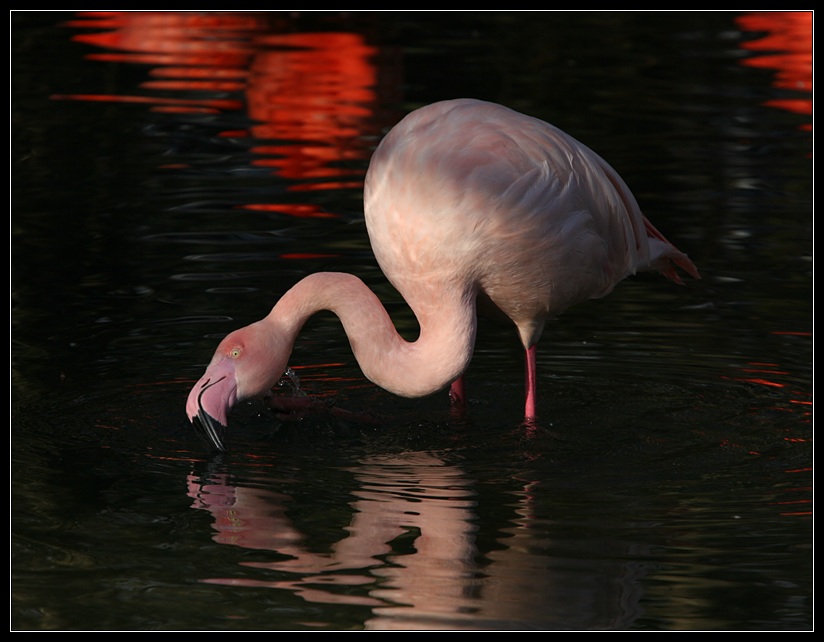 Wasserpflug