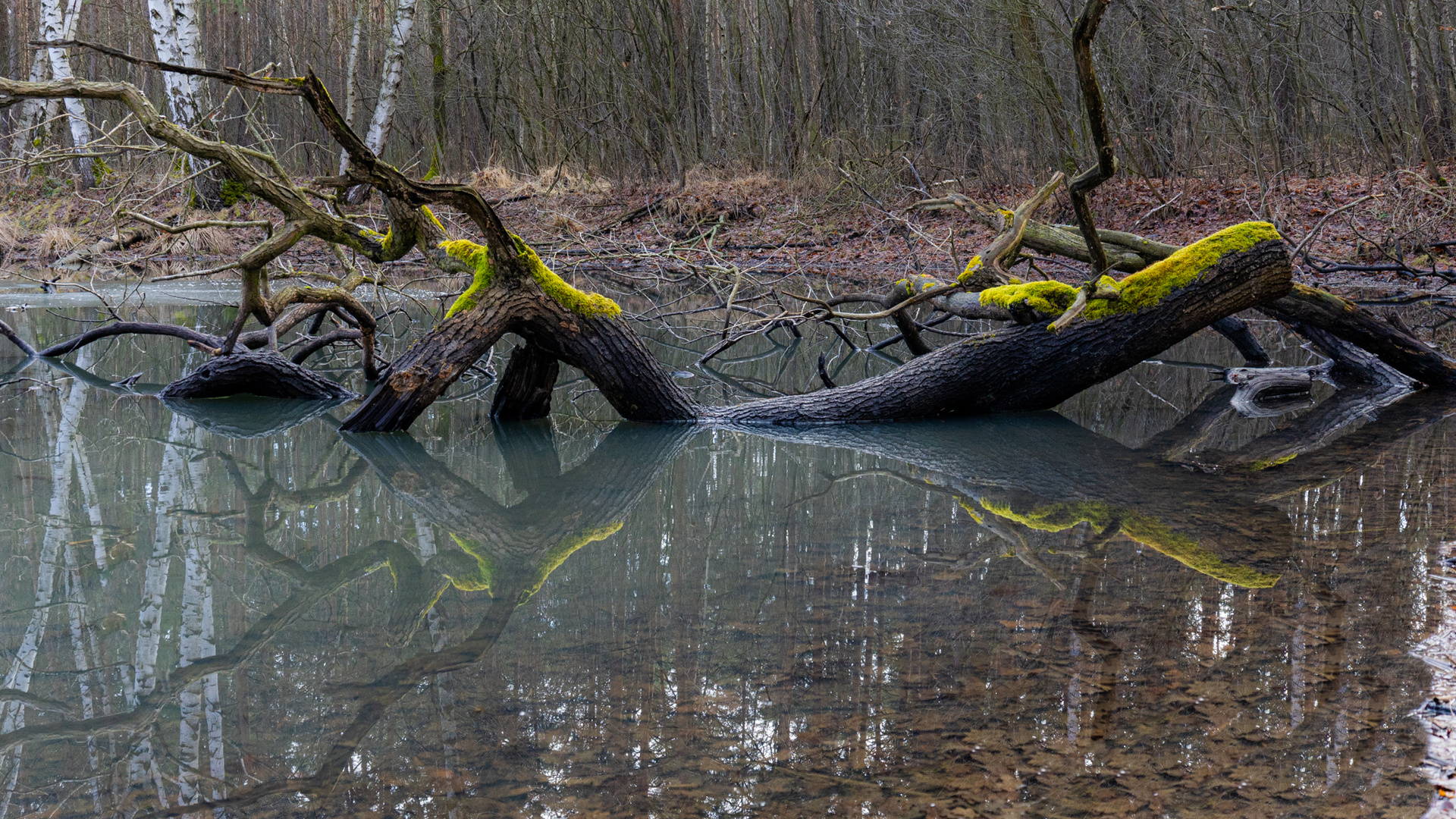 Wasserpiegel