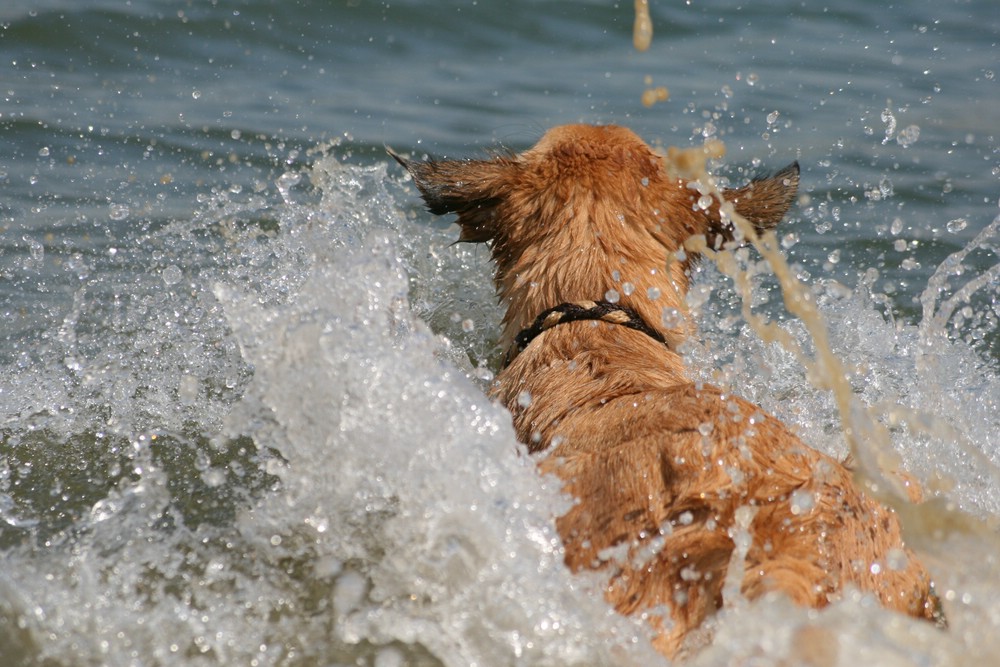 Wasserplatscher