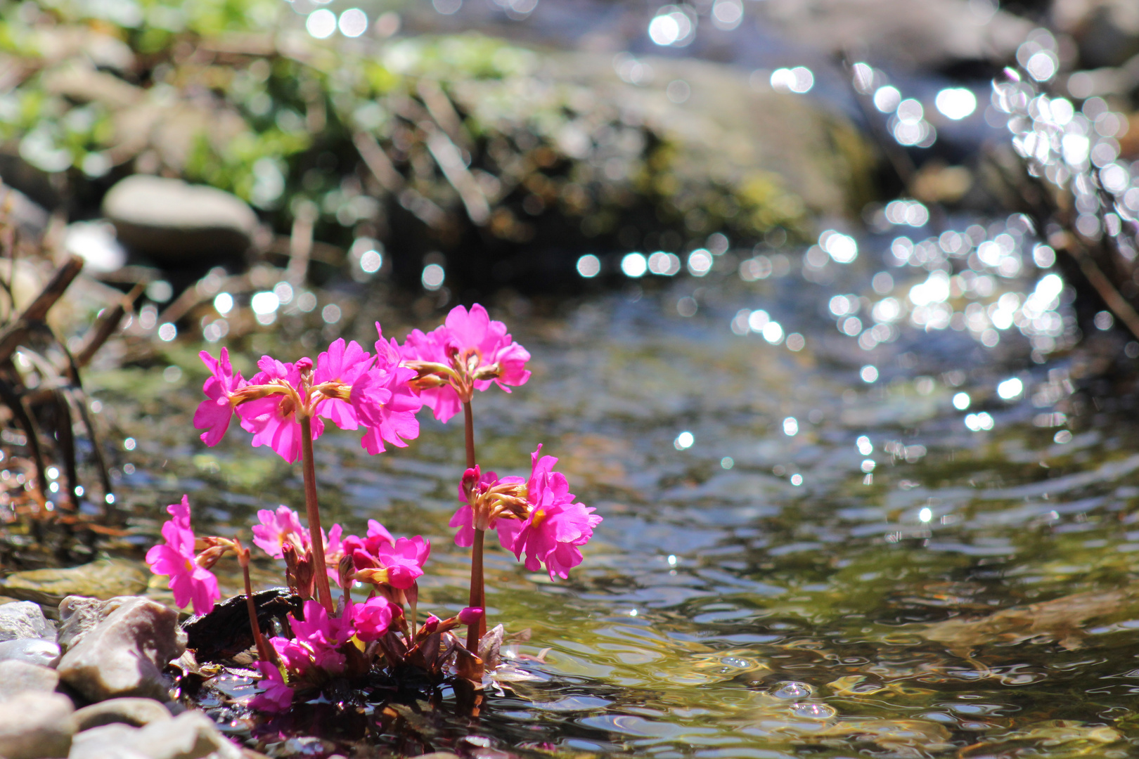 Wasserprimel