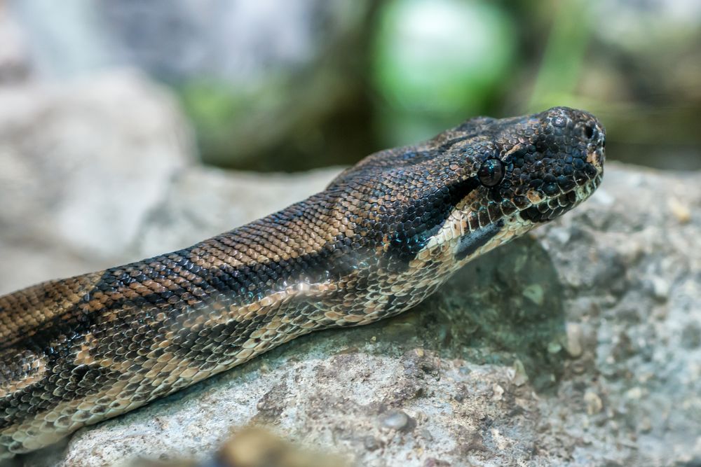 Wasserpython