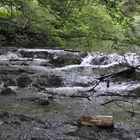 Wasserquelle in den Wäldern