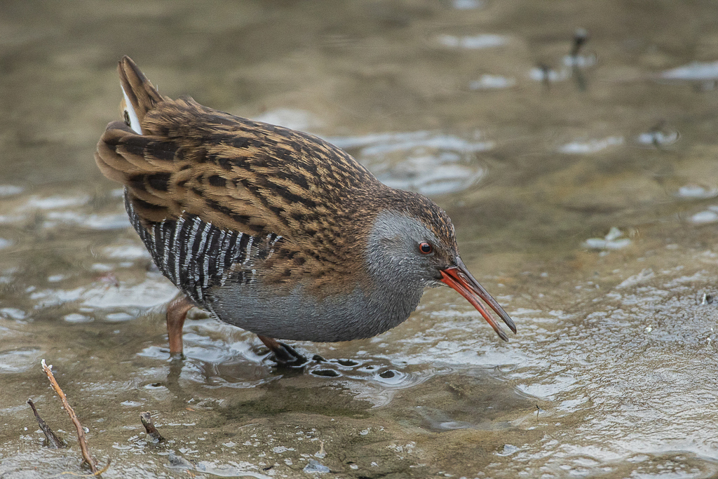 Wasserralle