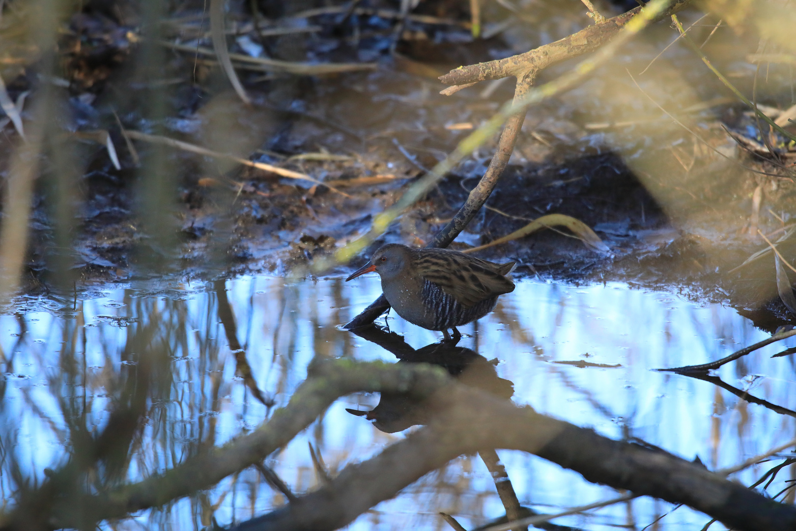 Wasserralle 