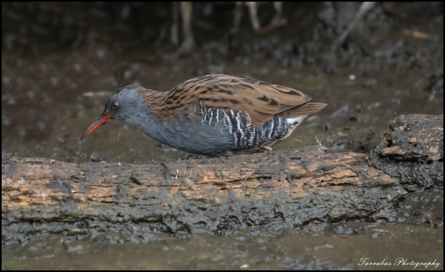 Wasserralle Foto & Bild tiere, wildlife, natur Bilder auf