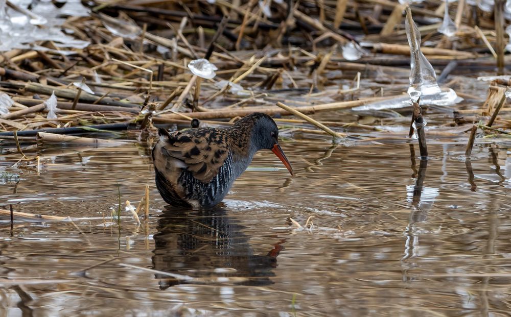 Wasserralle