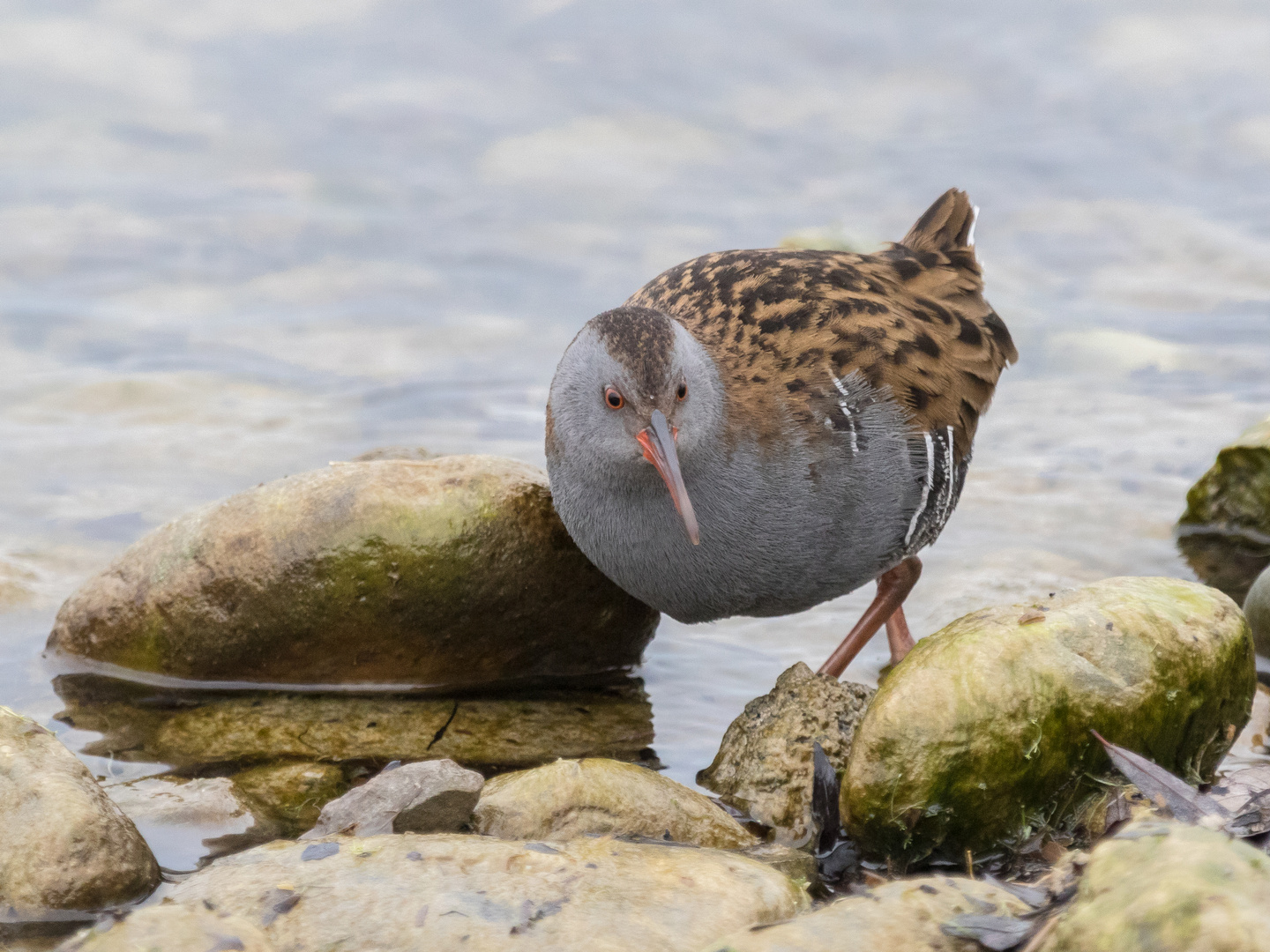 Wasserralle am Bodenseeufer