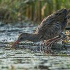 Wasserralle auf dem Startblock :-))