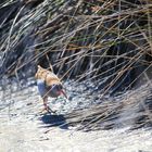 Wasserralle auf Nahrungssuche