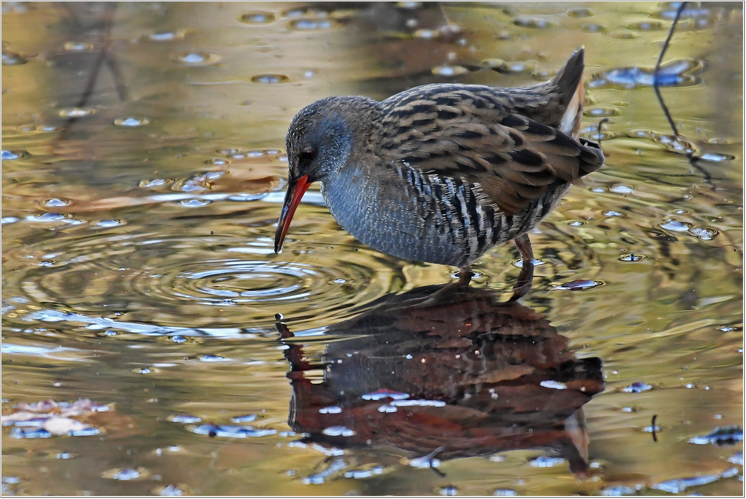 Wasserralle auf Nahrungssuche   . . .