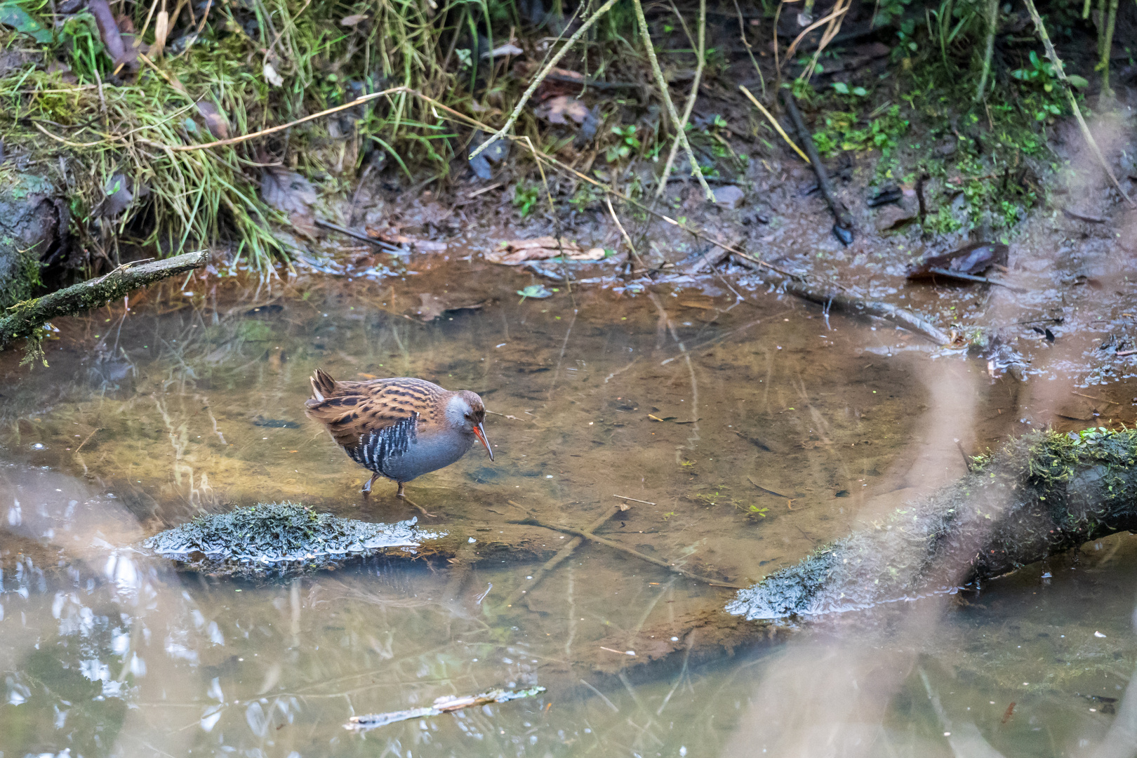 Wasserralle beim Mittagsmahl