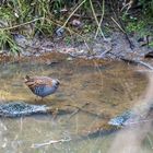 Wasserralle beim Mittagsmahl