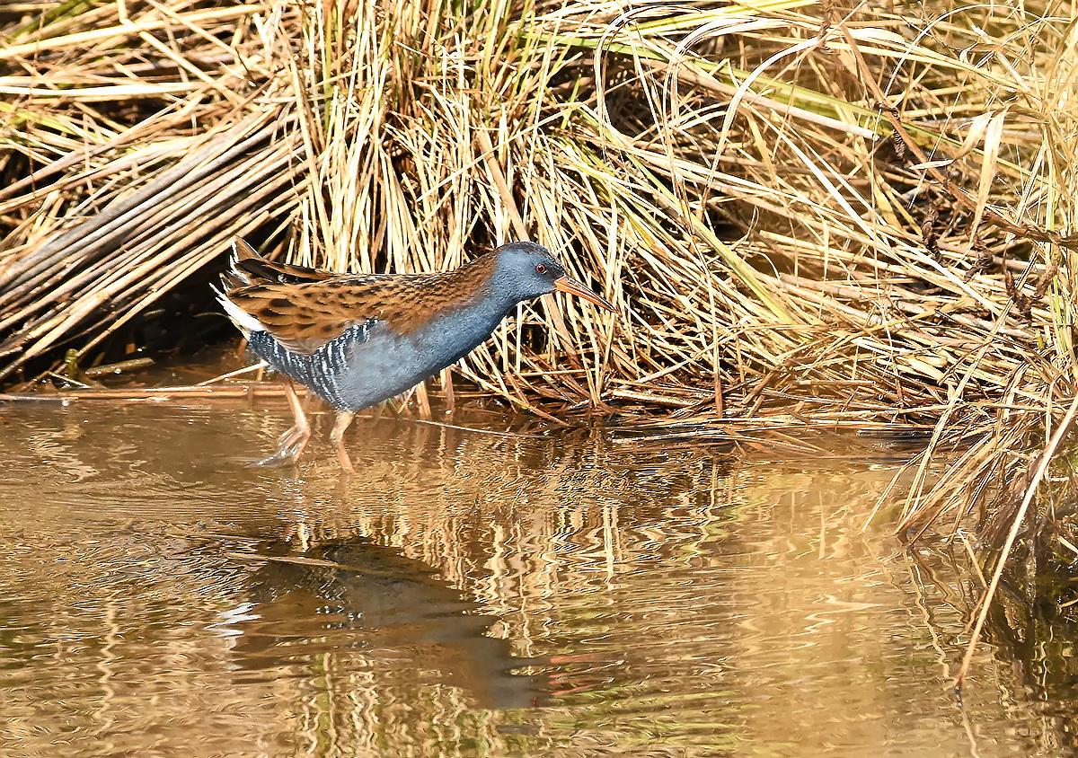 Wasserralle