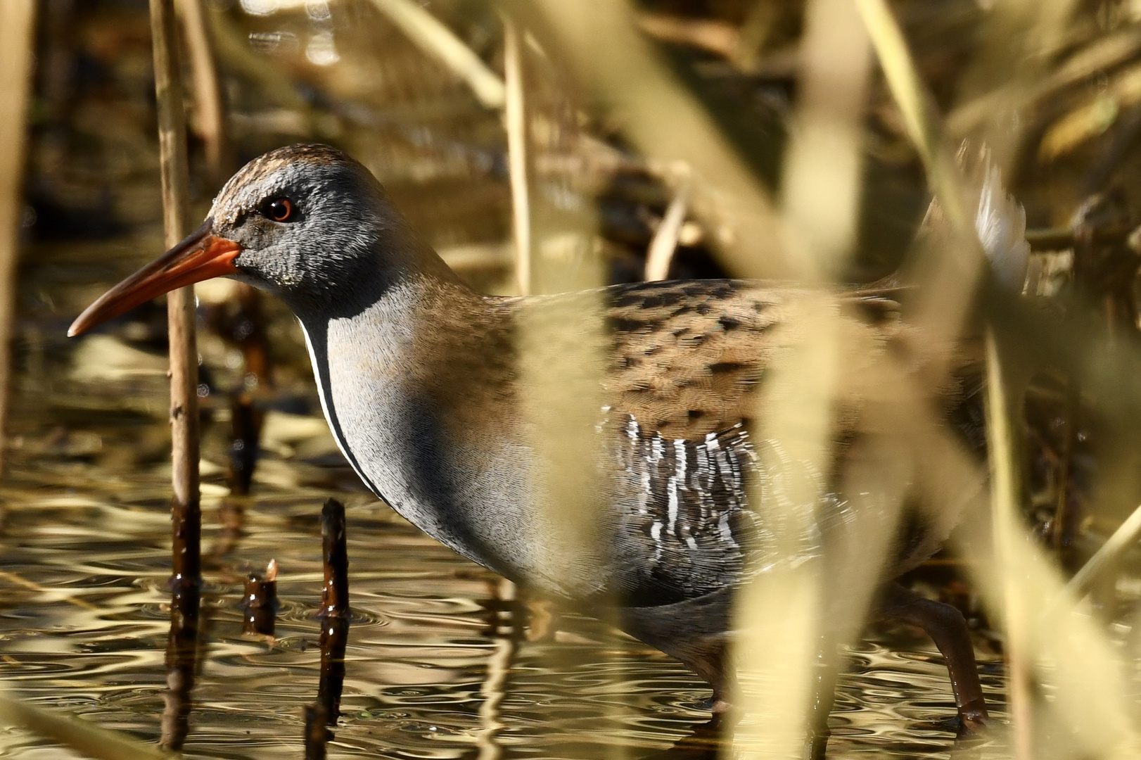 Wasserralle gut getarnt