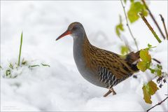 Wasserralle im hohen Schnee