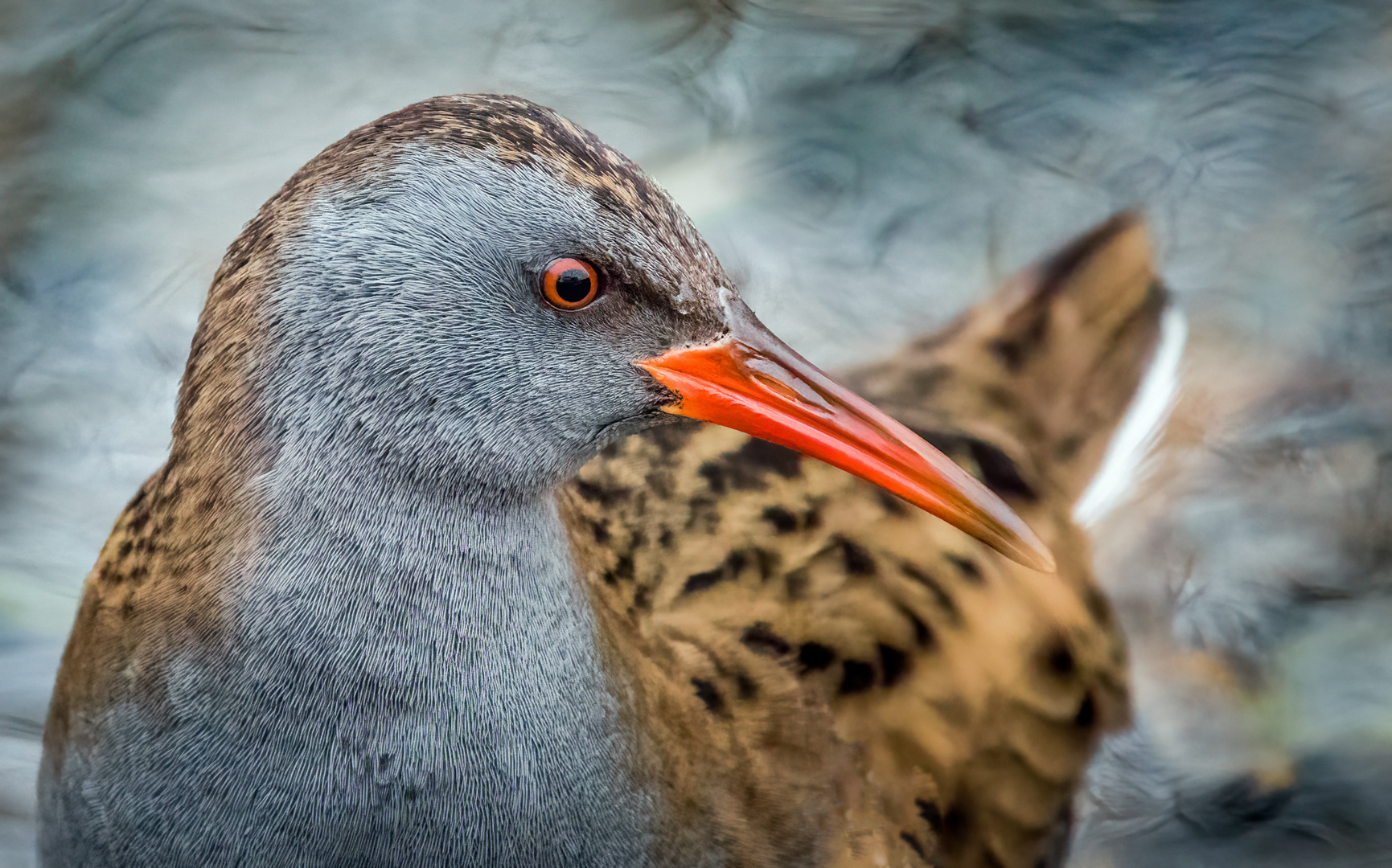 "WASSERRALLE"   (ISO 6400)