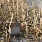 Wasserralle - meine erste..:)