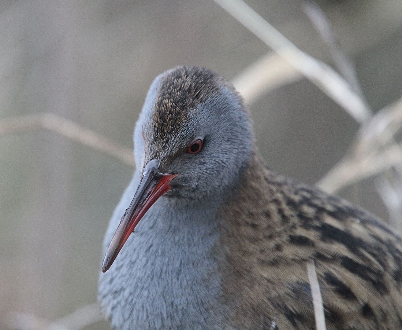 Wasserralle (Portrait)