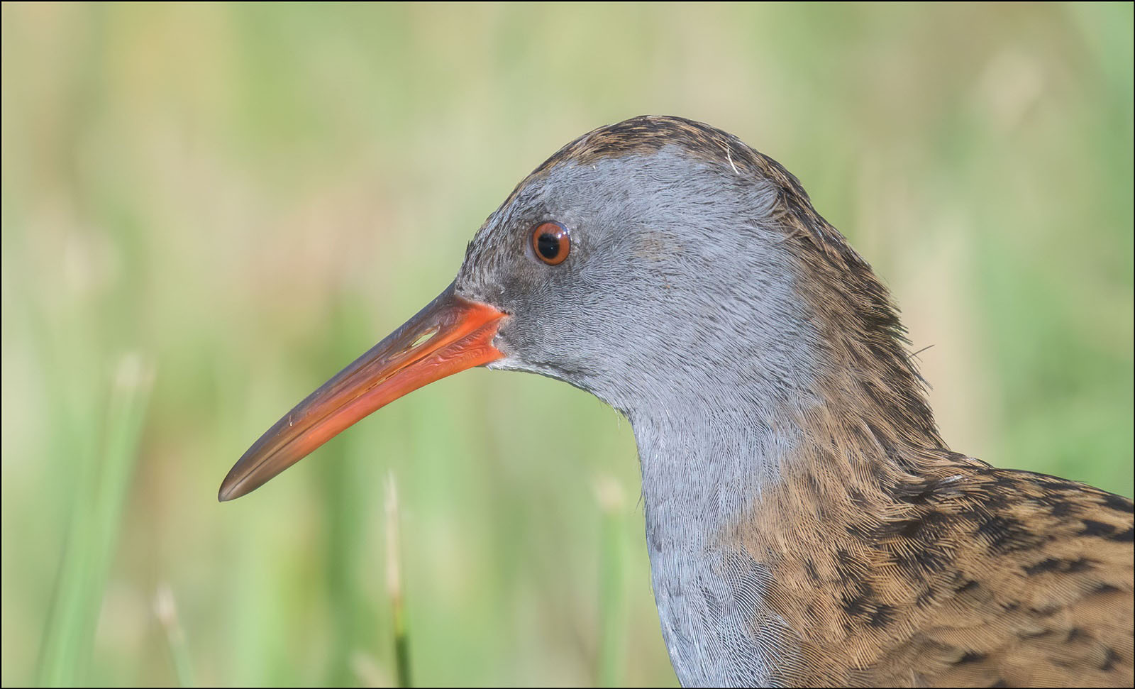 Wasserralle ( Rallus aquaticus )