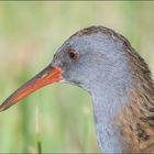 Wasserralle ( Rallus aquaticus )