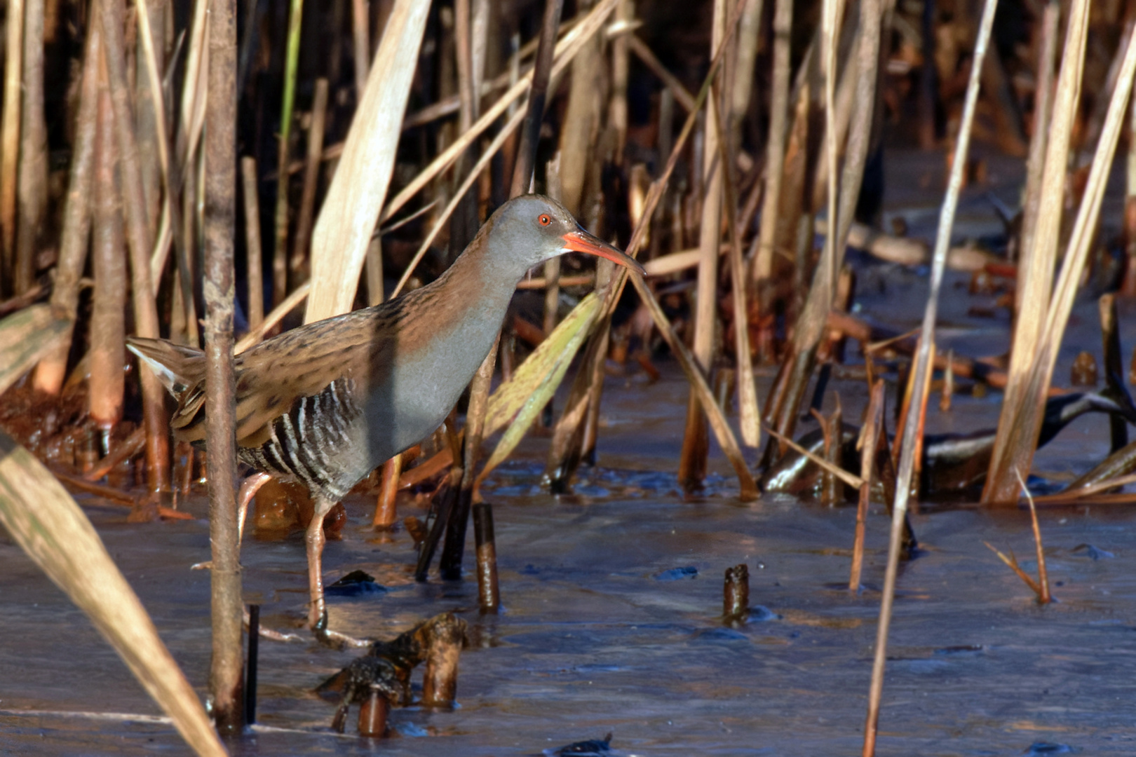 Wasserralle  (Rallus aquaticus)