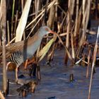 Wasserralle  (Rallus aquaticus)