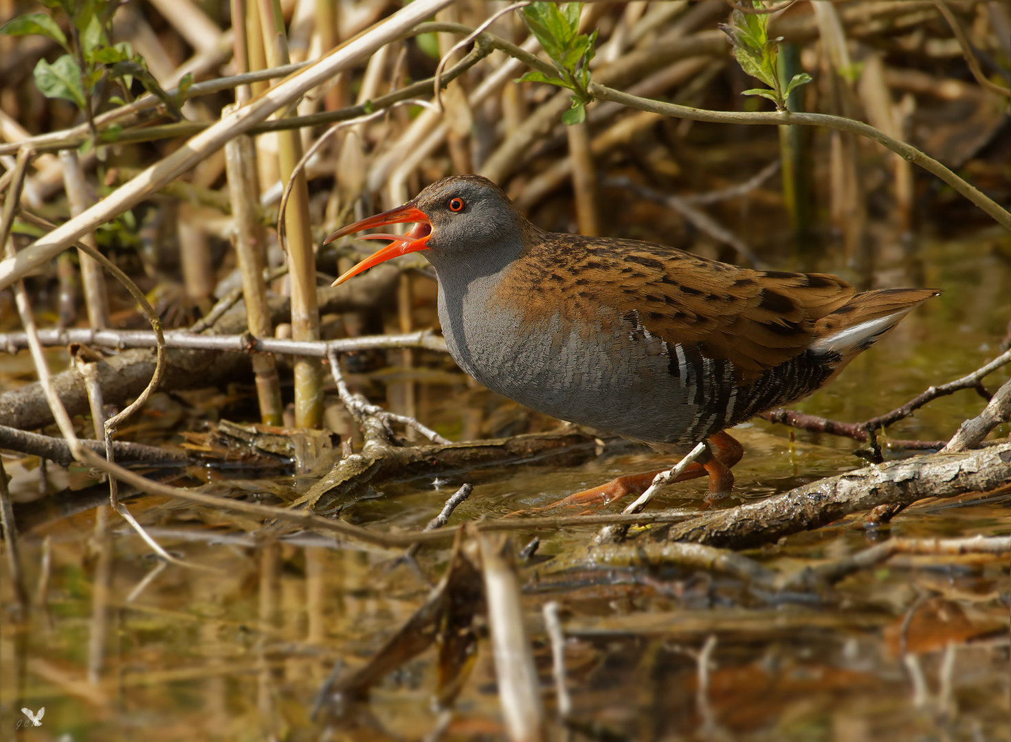 Wasserralle (Rallus aquaticus) ...