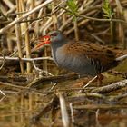 Wasserralle (Rallus aquaticus) ...