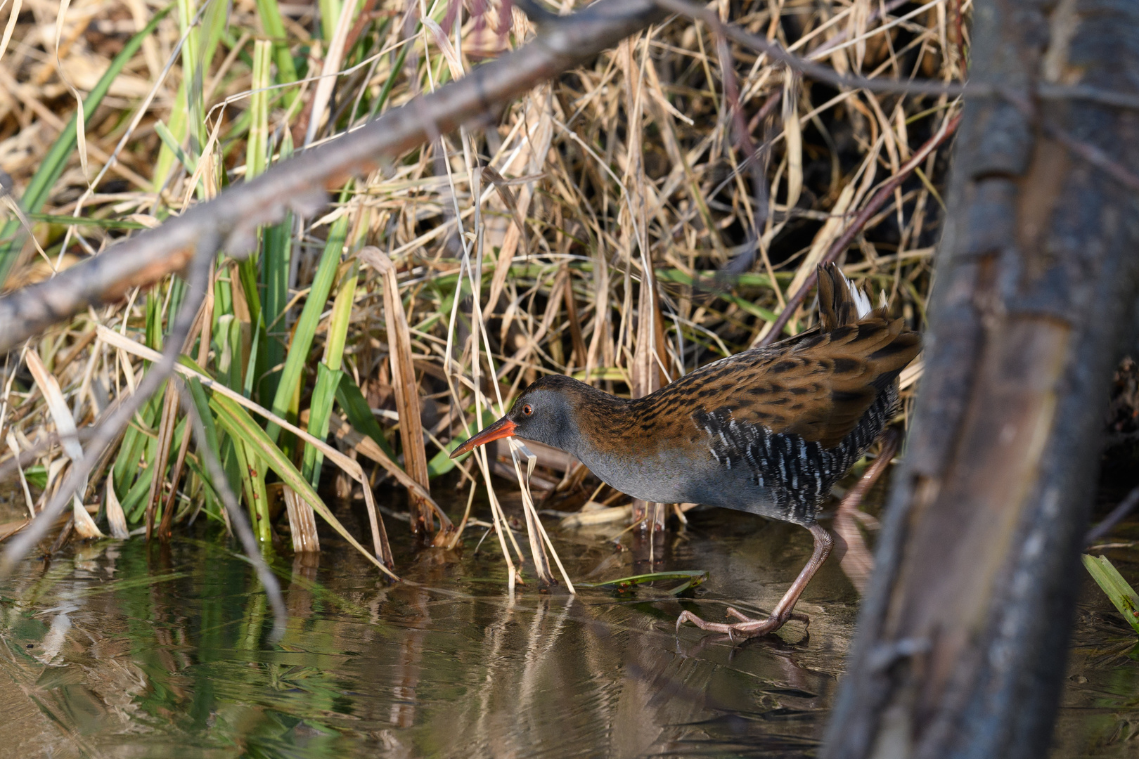 Wasserralle (Rallus aquaticus)