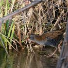 Wasserralle (Rallus aquaticus)