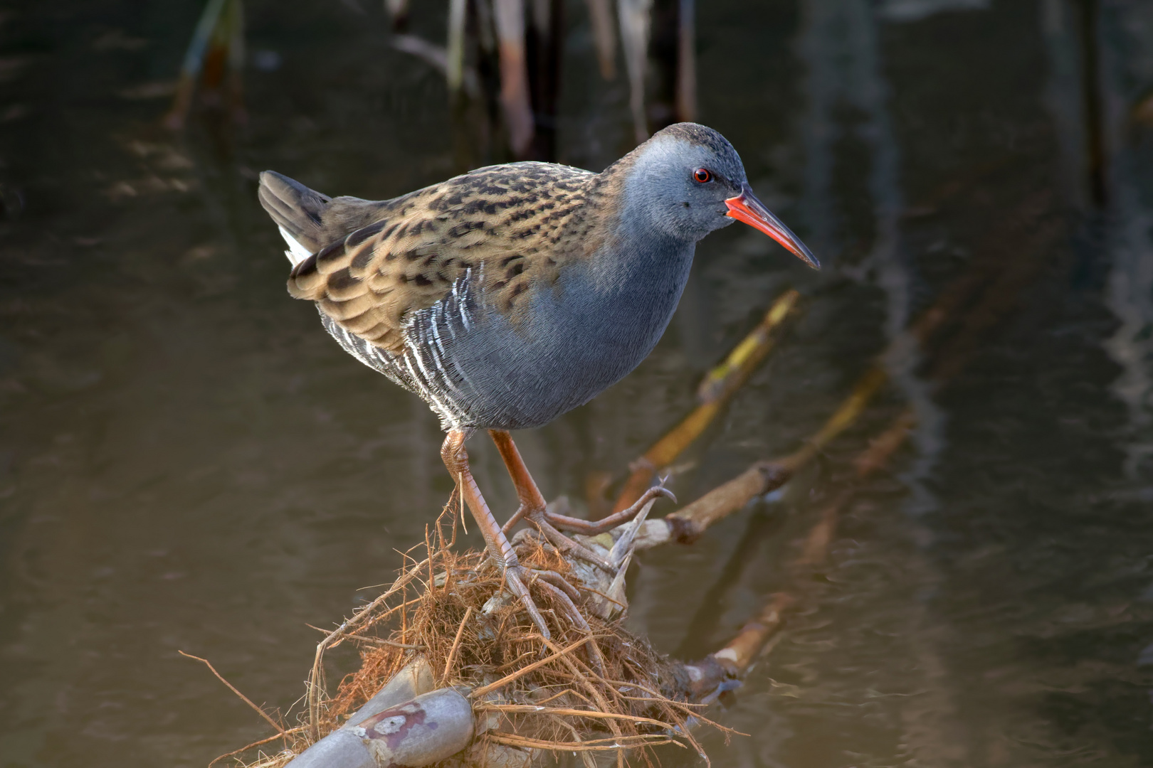 Wasserralle (Rallus aquaticus)