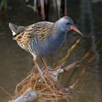 Wasserralle (Rallus aquaticus)